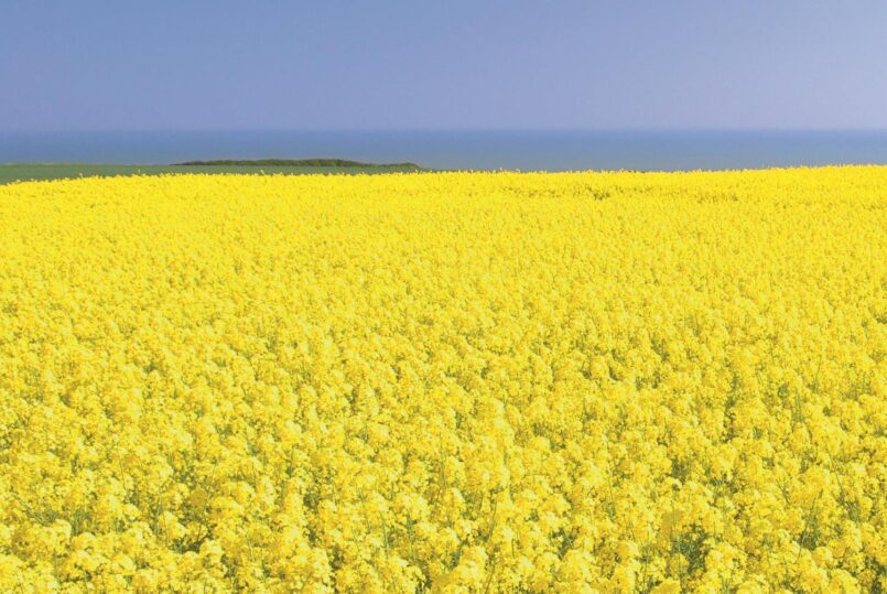 Feld mit blühendem Raps