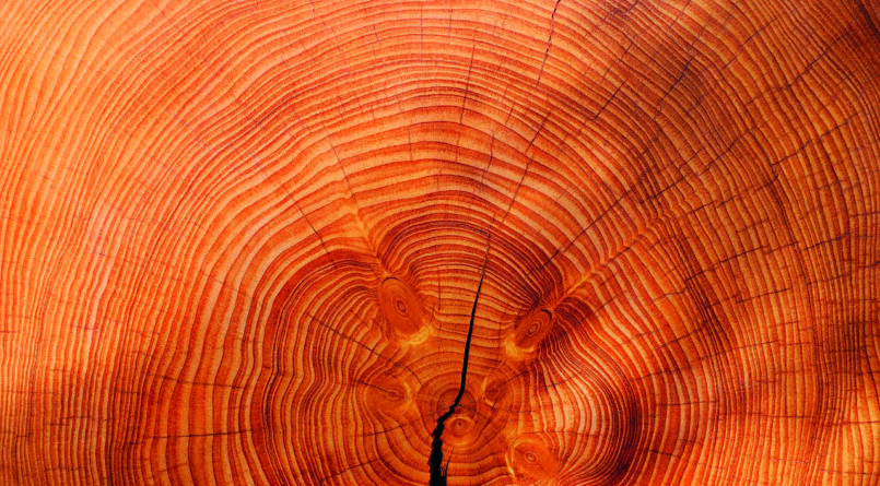 Symbolfoto: Schnitt durch eine Holzscheibe