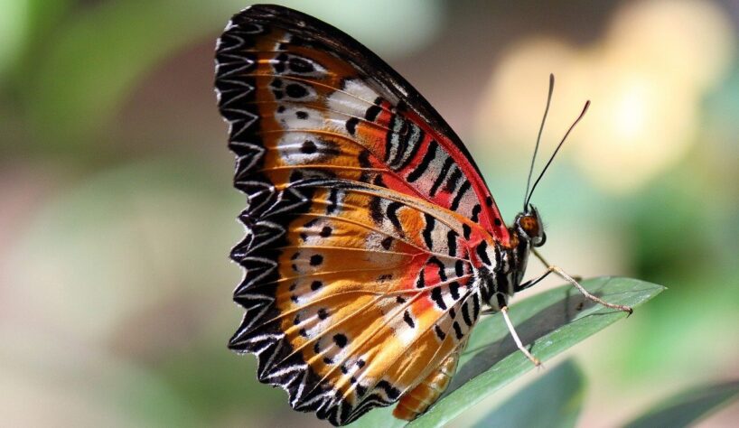 Ein Schmetterling aufeinem Blatt